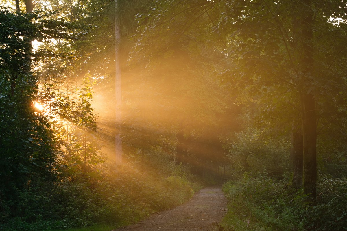 Sunlight through a misty forest path