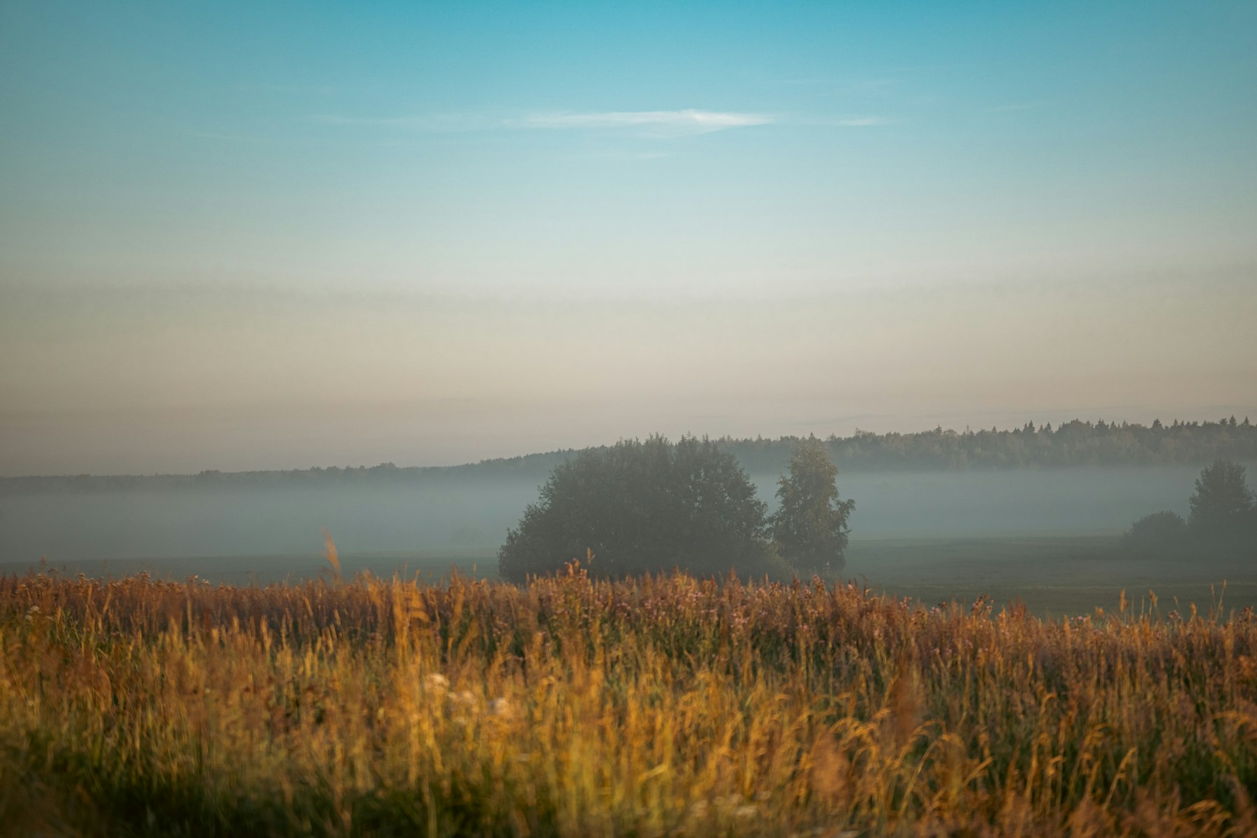 Meadow with trees in morning mist