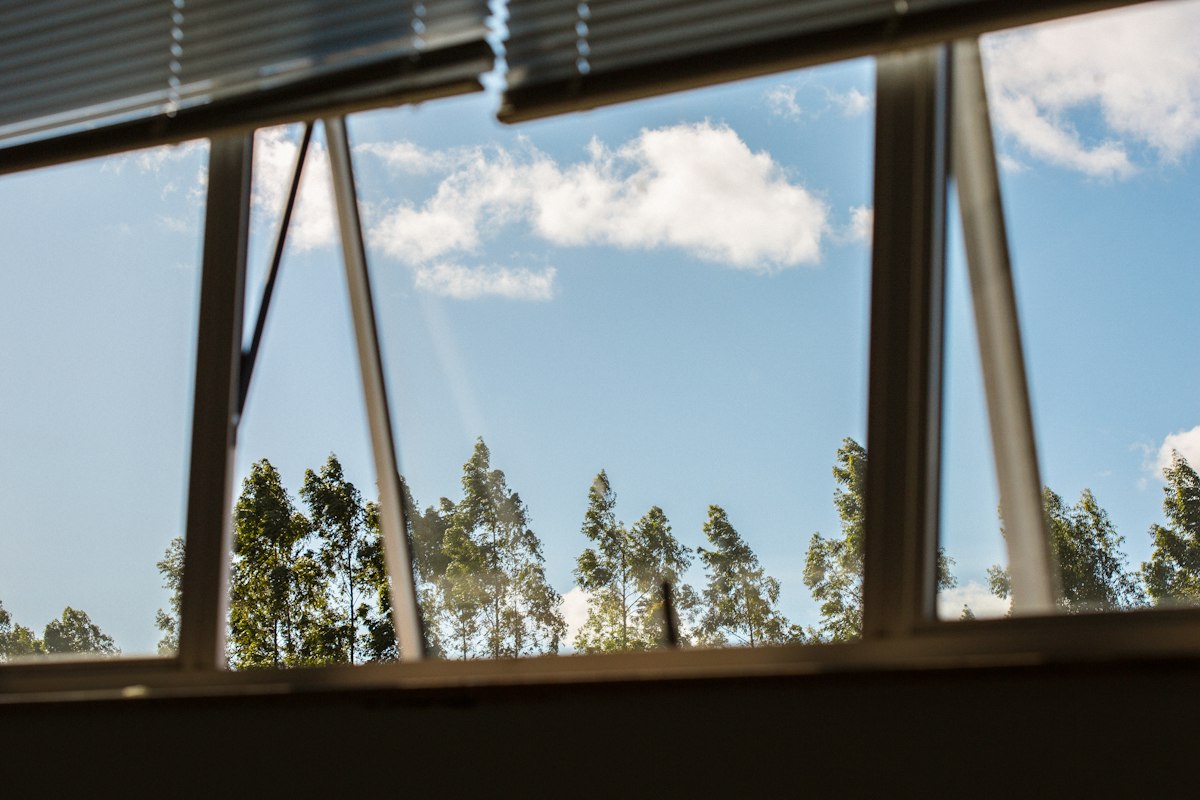 Trees through an open window